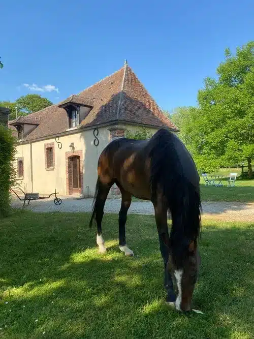 RETRAITE BIEN-ÊTRE "TRANSMUTEZ ET RENAISSEZ" Vendredi 21 au 23 Novembre 2025 - Villenauxe - la - Petite 2 CHEVAL